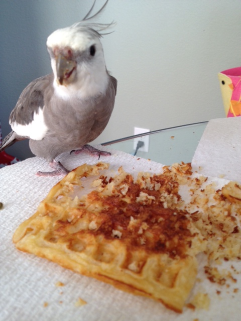 Concluding the waffle is totally terminated, the "Waffle Terminator" prepares to go back to the future, carrying evidence of mission completion deep within him.