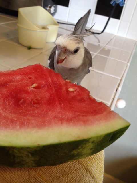 I'll just open my beak and prepare to dig in.