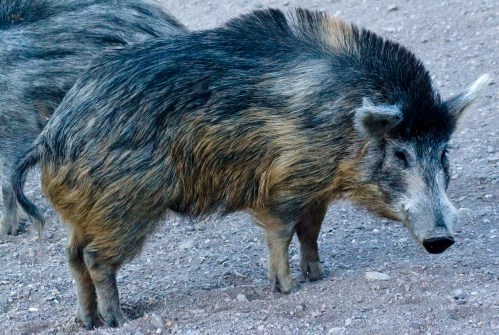 A razorback displays the intimidating ridge of raised back fur that has given it such a ferocious reputation.