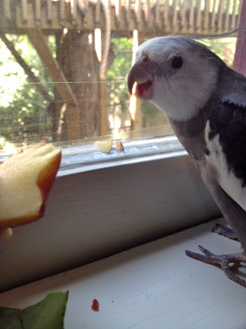 Geez, the buffet line is getting pushy today!