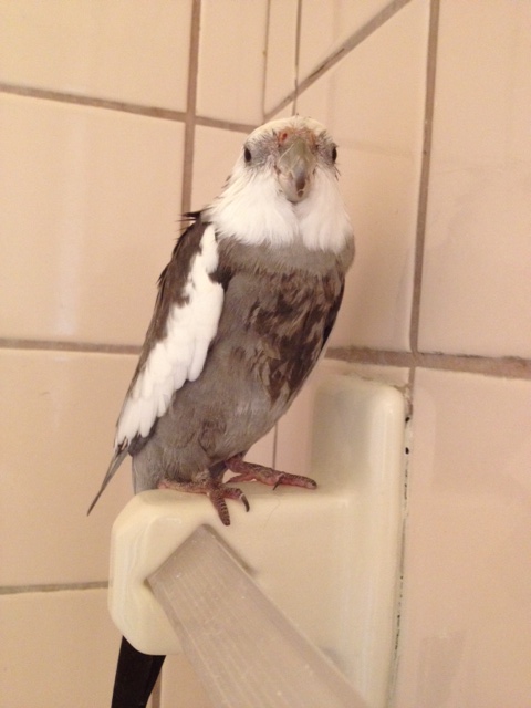 Here, the beacon is in "cuteness alert standby mode."