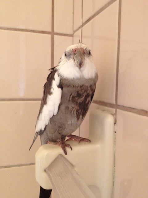 Back in standby mode again, the beacon contemplates a restful nap.