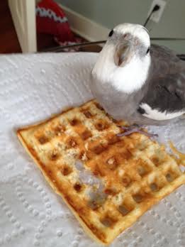 Here, a very cute parrot poses beside freshly killed prey.