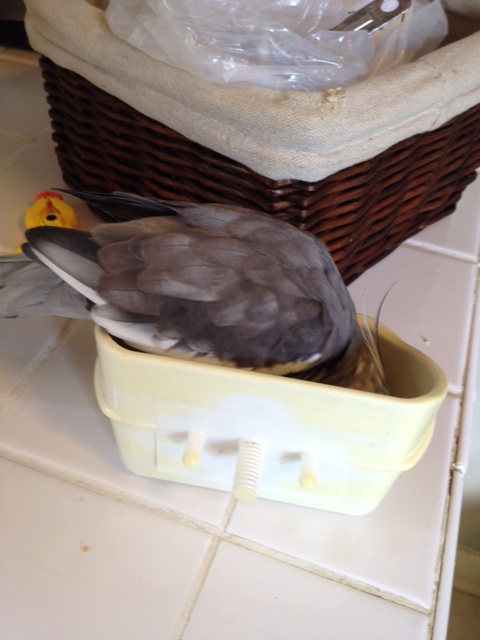 Continue crunching as noisily as possible (if you can occasionally fling small projectiles this also helps repel the moocher).
