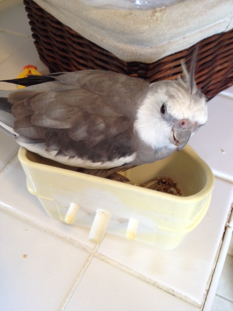 When breakfast is served, the first thing to do is scan for moochers.