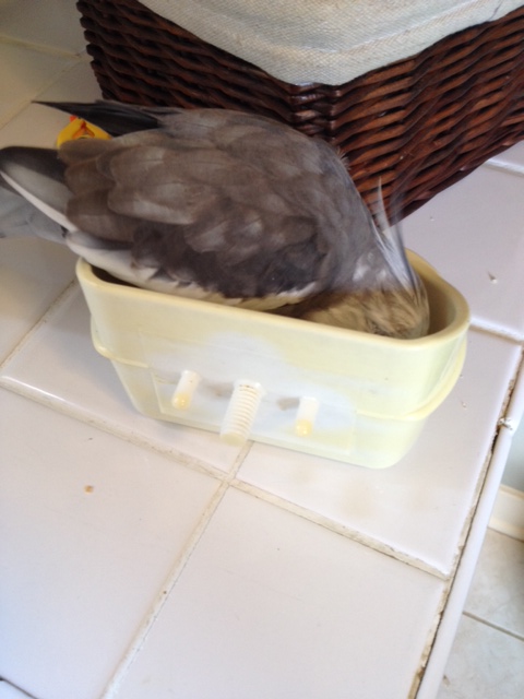 Body position is also critical. If you can position as much of your torso (think "nares to vent" here) as possible over your food bowl, the moocher will begin to doubt whether the dish is (um) hygienic enough to pursue further.