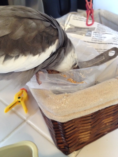 When your food bowl is under siege from moochers, you can use it as a decoy while you dine in a more secure location.