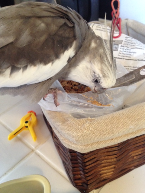 While the moocher sniffs around your (empty) decoy bowl, you can dine from the source, selecting individual morsels to display so the moocher thinks you don't have much dinner.