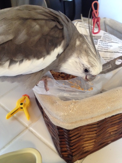 As you dine in your shallow emergency "shelf bowl," always keep one eye on the dish and one eye on the decoy bowl.