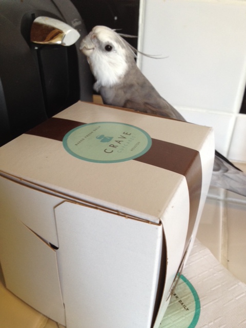 If your featherless housemate remains resistant, glare until "guilt" arises (in her, not you).