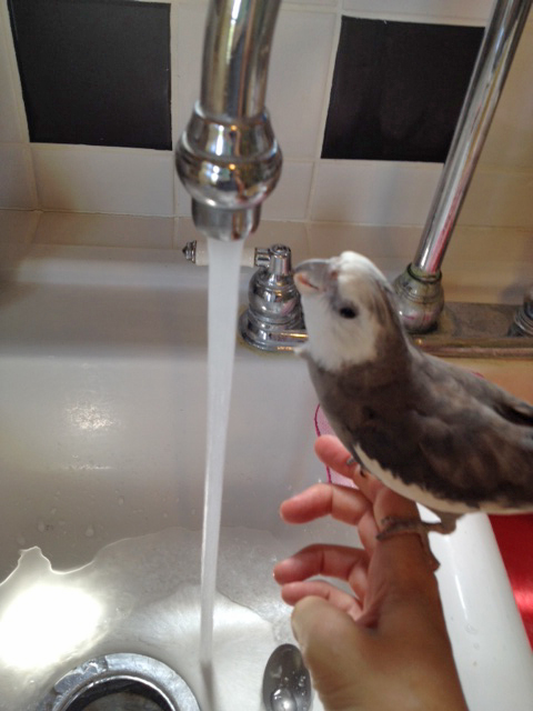 First, I'll just have my large featherless assistant fetch me a refreshing drink of water.