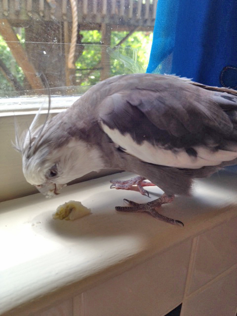And now, amass sufficient beak buildup in preparation to fling!