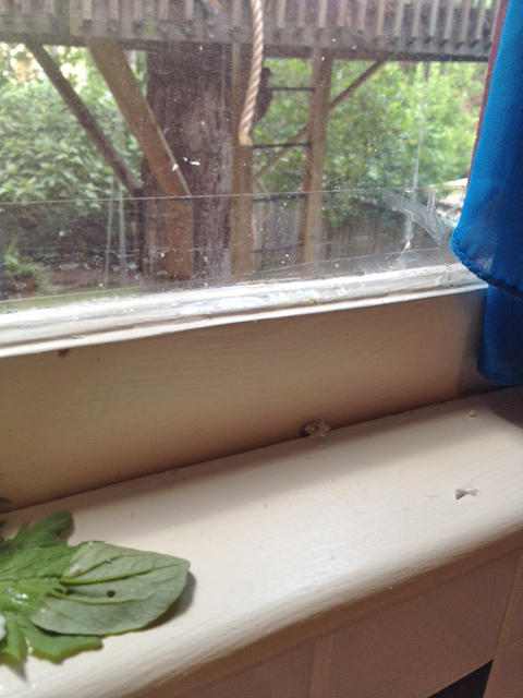 And the winner of this year's "Flinging Championships" is - Pearl Cutts!