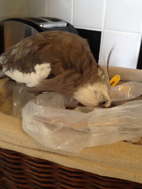 Yes, this looks quite crunchy and scrumptious - I'll have some for my breakfast.