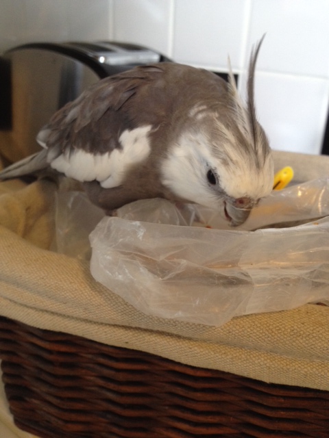 Uh oh. My featherless assistant just walked in. She looks hungry too.