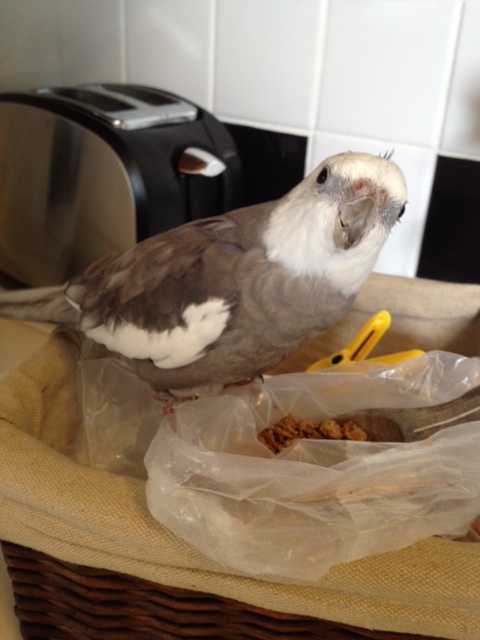 (This is for the beginning "guarders") Just whatever you do, don't use "prettiness." This will only draw the poacher in closer!