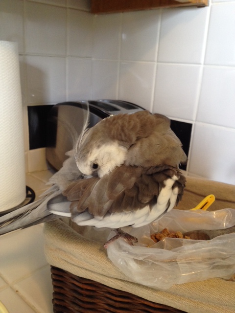 Preening while sitting on the dish is also effective for two reasons: 1) It's like "nonchalance" on steroids, 2) Depositing feathers onto your meal is a clear demonstration of ownership.
