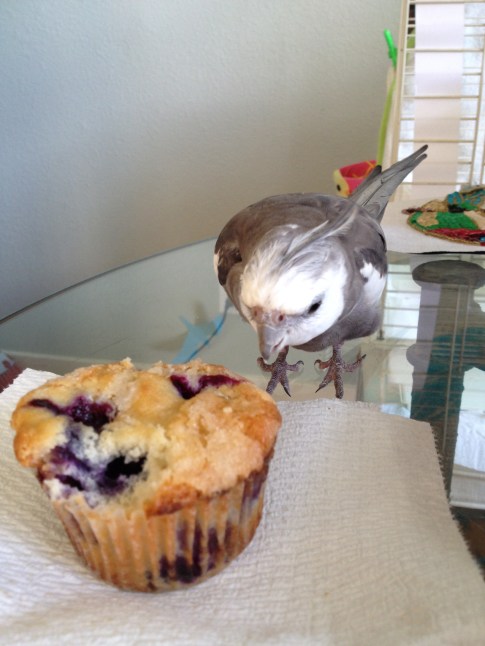 I saw my large featherless assistant eyeing this prey and drooling. I'm not sure what it is but I'd better go ahead and claim it.