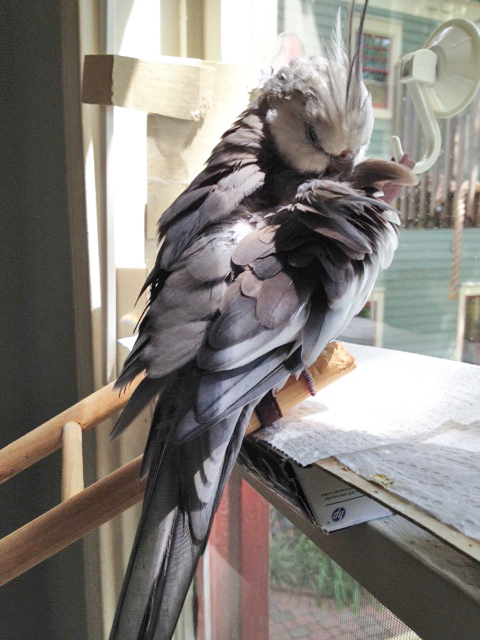 I think I'll up the ante today and treat them to a session of "ledge preening."