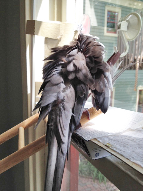 Don't try this maneuver at home!