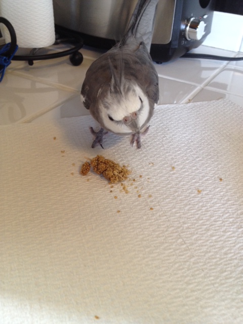 "Acting?" Sure - I can do some acting while I pose. I'll do "cuteness" - my fans love that one.