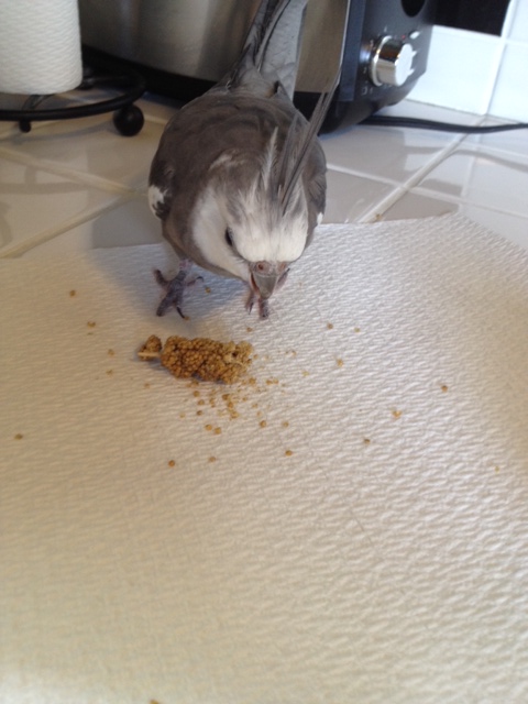 Looks like the prey is already frozen in fear. Wings and talons - works every time!