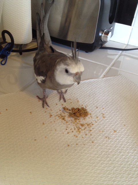 What did you say, Mom? A toasted waffle later? I'd better save room!