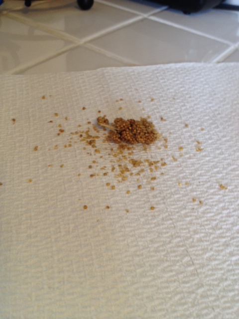 Spared at the last second, the prey pauses a moment to gather courage before slinking away to lick its wounds.