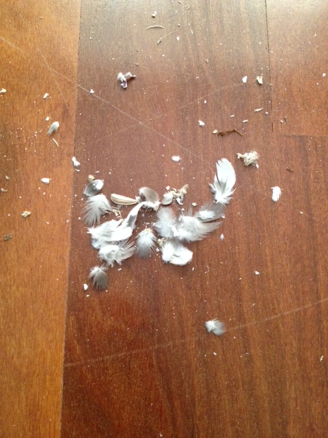 (Gasp!) It appears (much of) the Phantom's grey cloak has fallen away!