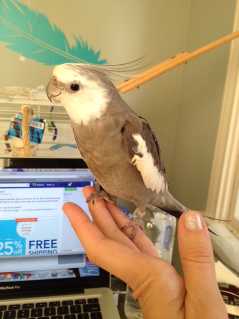 Then suddenly, something catches the Phantom's attention!