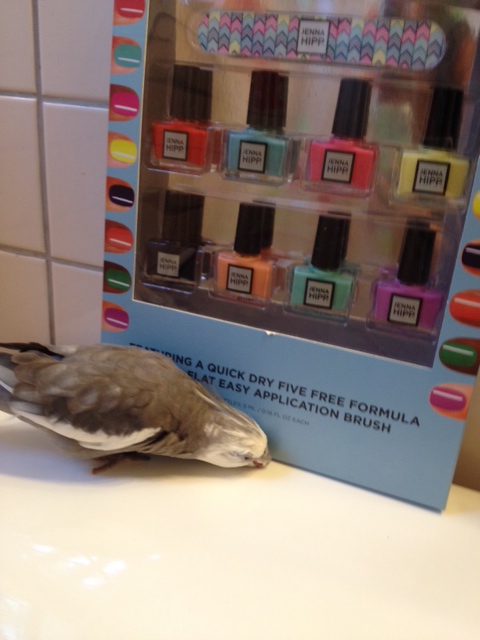 Look at all this delicious dust I just found - want to share it with me?