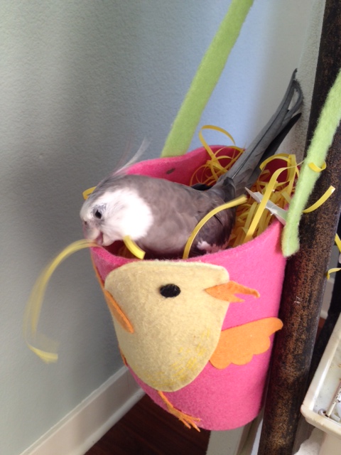 The new roost is shaping up nicely.