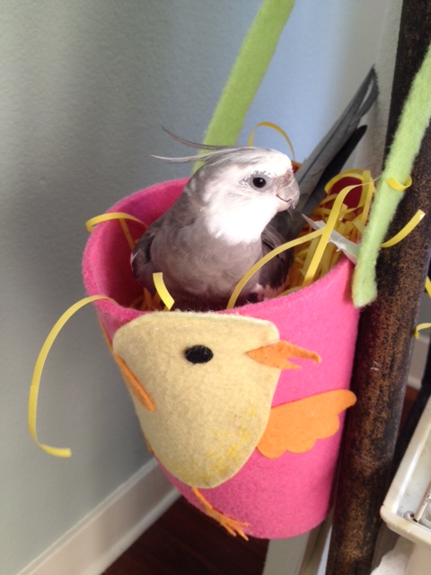 The acknowledged (very handsome) roosting champion enters the ring.