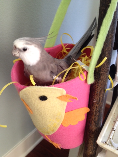 He pauses briefly to scan for signs of ladybirds.