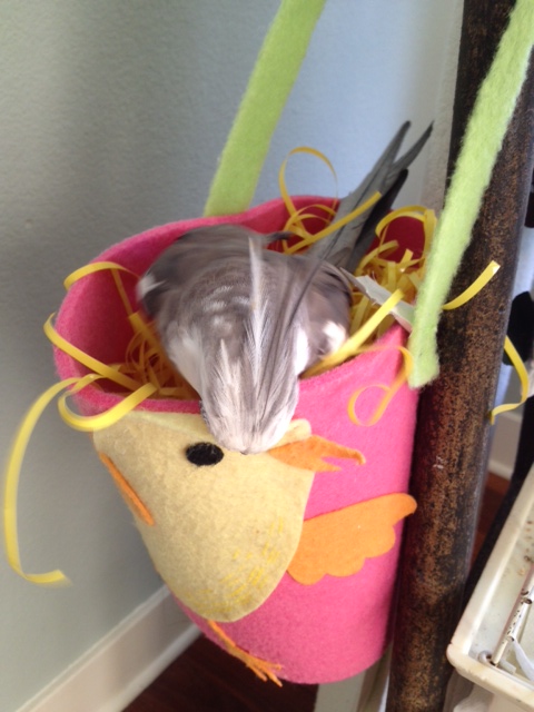 Soft roosting material, check. Clear advertising, check.