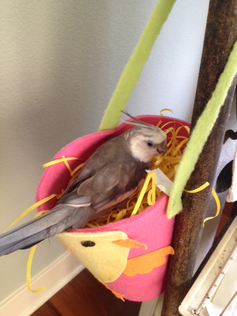 The crowds are cheering as the roosting champion gives one final demonstration of the art of "roosting."