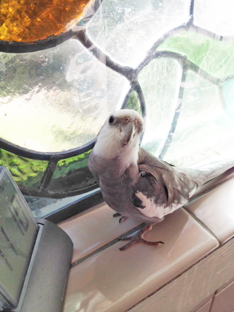 Let's say you are sitting on your bathroom ledge perch. You see your featherless assistant begin to leave the room. So you let out a shriek. She comes right back in.