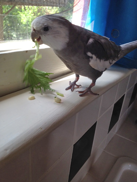 You know what happens to alien green things that don't talk, don't you?