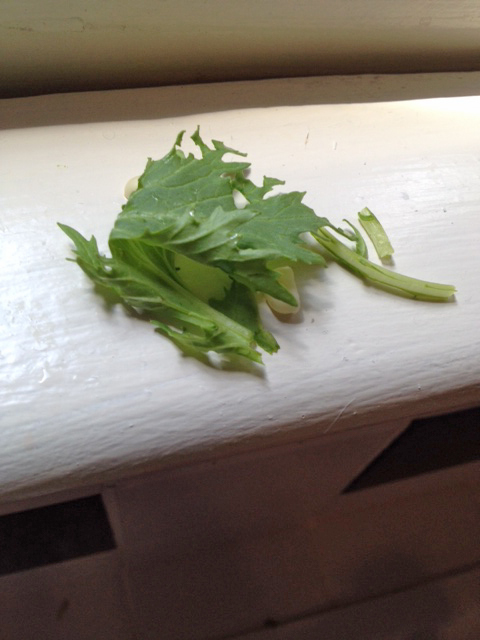 "No talking, no sprouting." That's our motto 'round these parts.