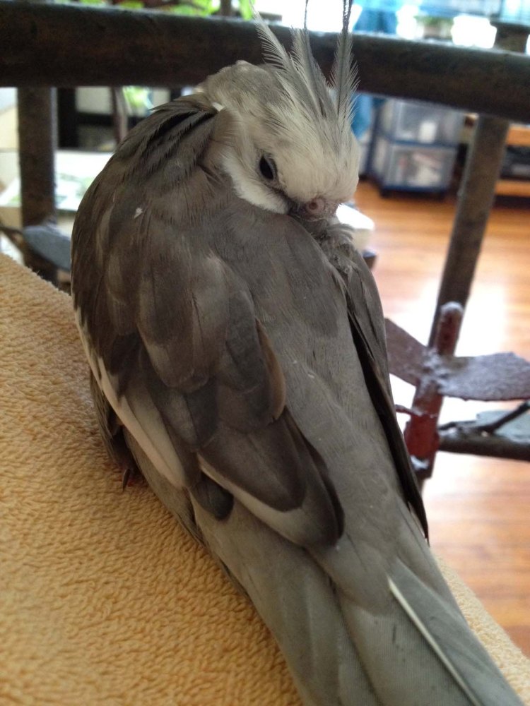 Here, the feathery celebrity celebrates "Labor Day" while keeping one eye on the paparazzi using his famous "half snooze" maneuver.