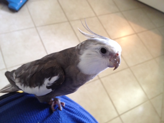 Pearl demonstrates how he and his mommy are joined at the hip (literally).