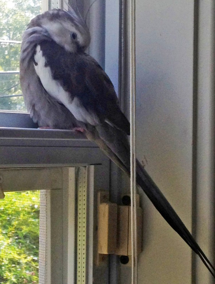 Here, in a rare shot, the feathery celebrity celebrates "Labor Day" with his patented "ledge nap."