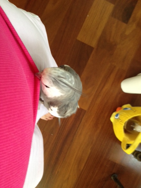 I will start by displaying my precise beak-to-surface coordination by hoisting myself into position.