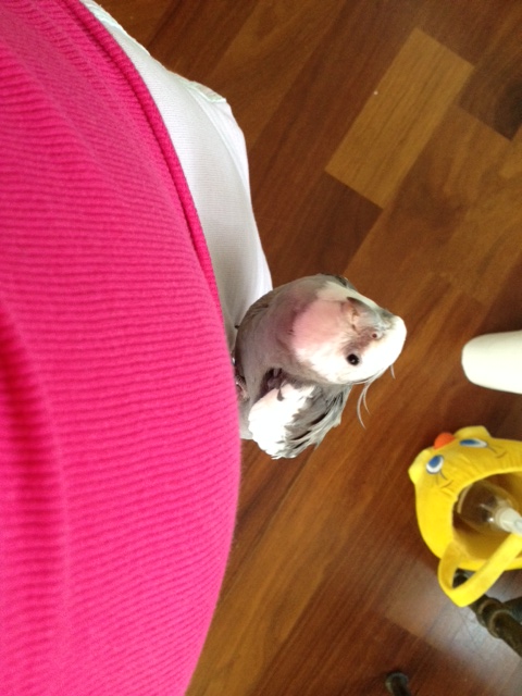 Now I will demonstrate the universal signal all extreme hip climbers use when they are finished: it is called "Mommy, I want up now."