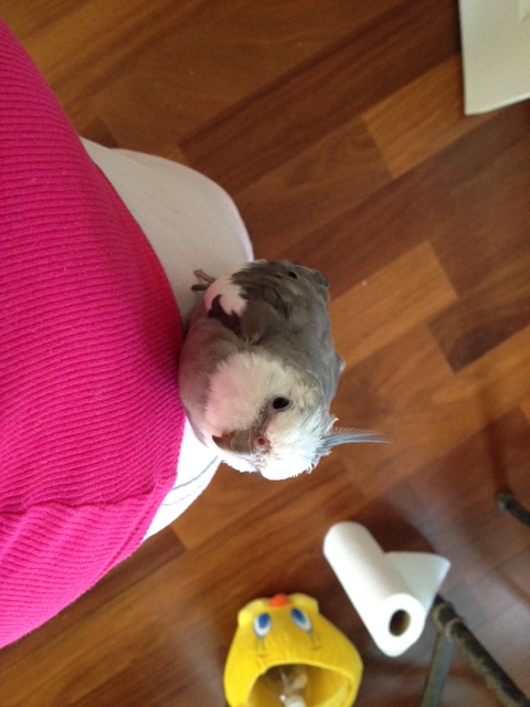 I'm in the mood to do some "extreme hip climbing." 