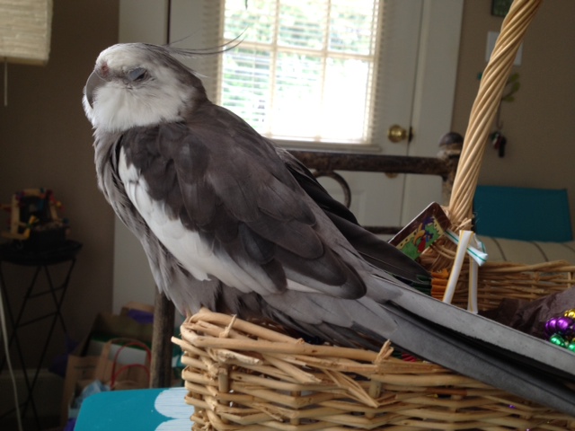 Here, the feathery celebrity celebrates "Labor Day" by resting on his wicker basket.