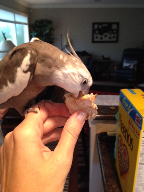 Next up is a particularly delicate test called the "crunchiness-based surface scan."