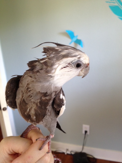 Notice how the model's extra-large and exotic crest folds up and away, yet follows the curve of the neck line.