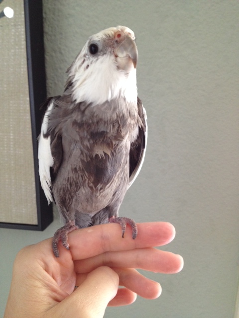Notice how smooth and debonair the model's feathers look as they skim down over the neck line.