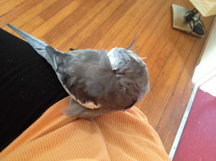 Here, the feathery celebrity celebrates "Labor Day" in one of his favorite resting positions, the "hip nap."
